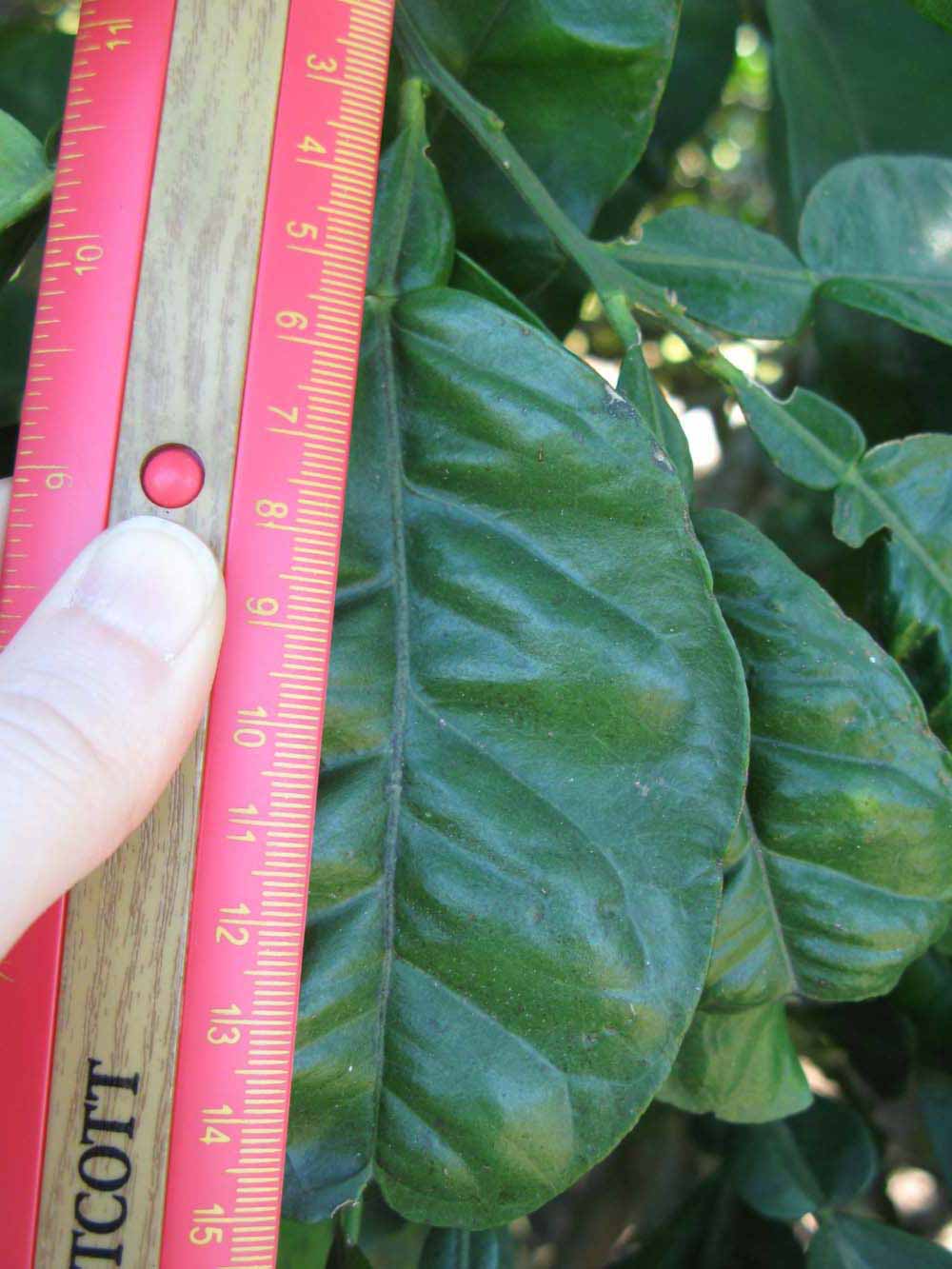              Unifoliolate leaf (Winter Haven, FL)       